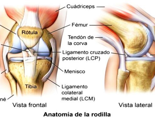 Anatomia de la rodilla