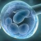 Investigación sobre células madre